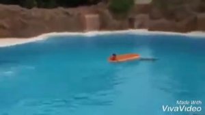 Как дельфины спасают человека? Delfinlar raqsi