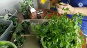 Кампанула или Жених и Невеста. Обзор и черенкование.