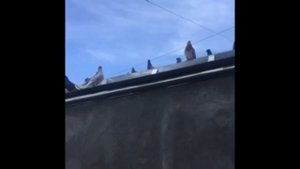 Армянские белохвостые голуби