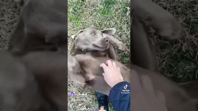 clip644471245_456239130.mp4