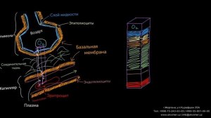 Дыхательная система и движение кислорода из лёгких в капилляры