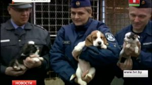 Полиция Венгрии спасла 21-го щенка!