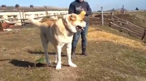 Кавказский Волкодав за 100 кг... Идеальный экстерьер...