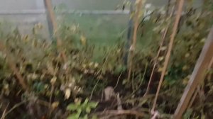 Табачная шашка Дымокур