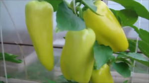 Продолжение обзора семян нового сезона . Часть 2.  Защита от слизней работает!