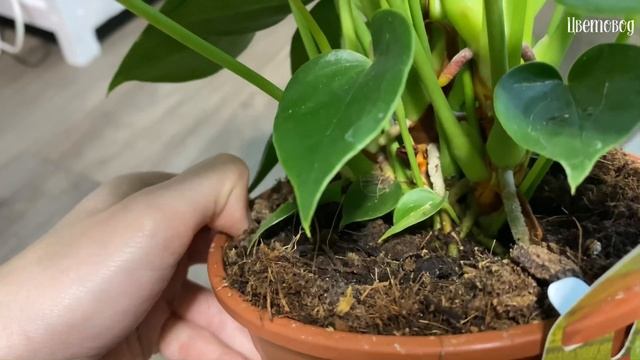 Мои новинки: антуриум Sierra Magic и хойя Heuschkeliana variegated. Комнатные растения. смотреть онлайн