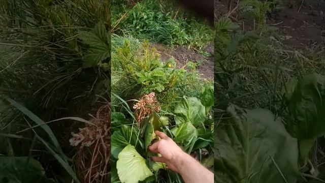 Так растет горный кедр в огороде. смотреть онлайн