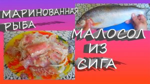 Маринованная рыба, Малосол из Сига,