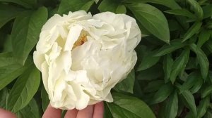 пион Балерина