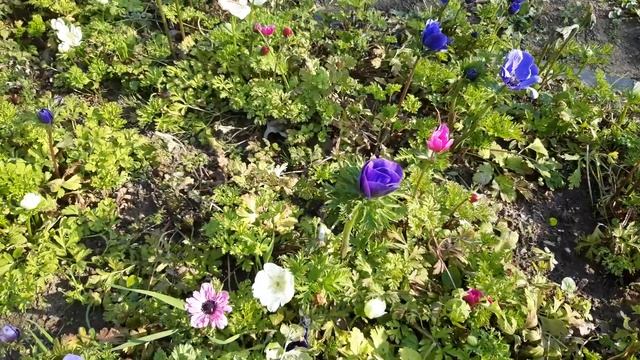Anemone coronaria (Ranunculaceae) & Pulsatilla vulgaris смотреть онлайн