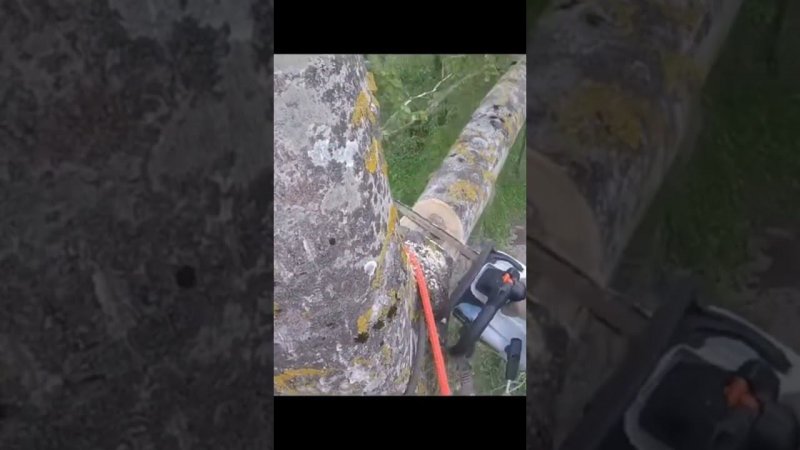 Удаляем осину по частям)) Ленинградская область