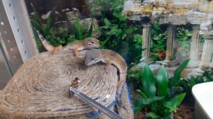 Геконы (эублефары и бананоеды) хороший аппетит