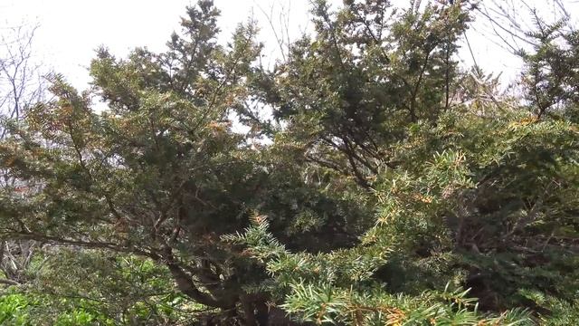 Едим траву у дома. Черемша смотреть онлайн