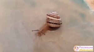 Улитка. Интересные факты про улиток. Рисовашки-обменяшки