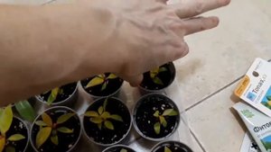 💥Филодендрон "Принц оранж"/Philodendron 'Prince of Orange'/ адаптация деток голландского растения