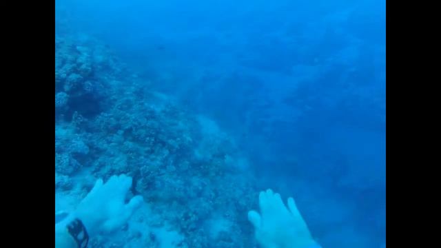 redsea freediving