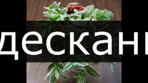 БЛИЗНЕЦЫ / Какие комнатные цветы подходят по знаку ЗОДИАКА? / Галерея Цветов / Flower Gallery