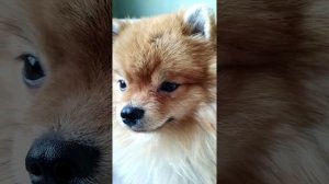 Померанский шпиц Марсель провинился