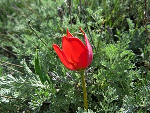 Поляна мускари и тюльпан.