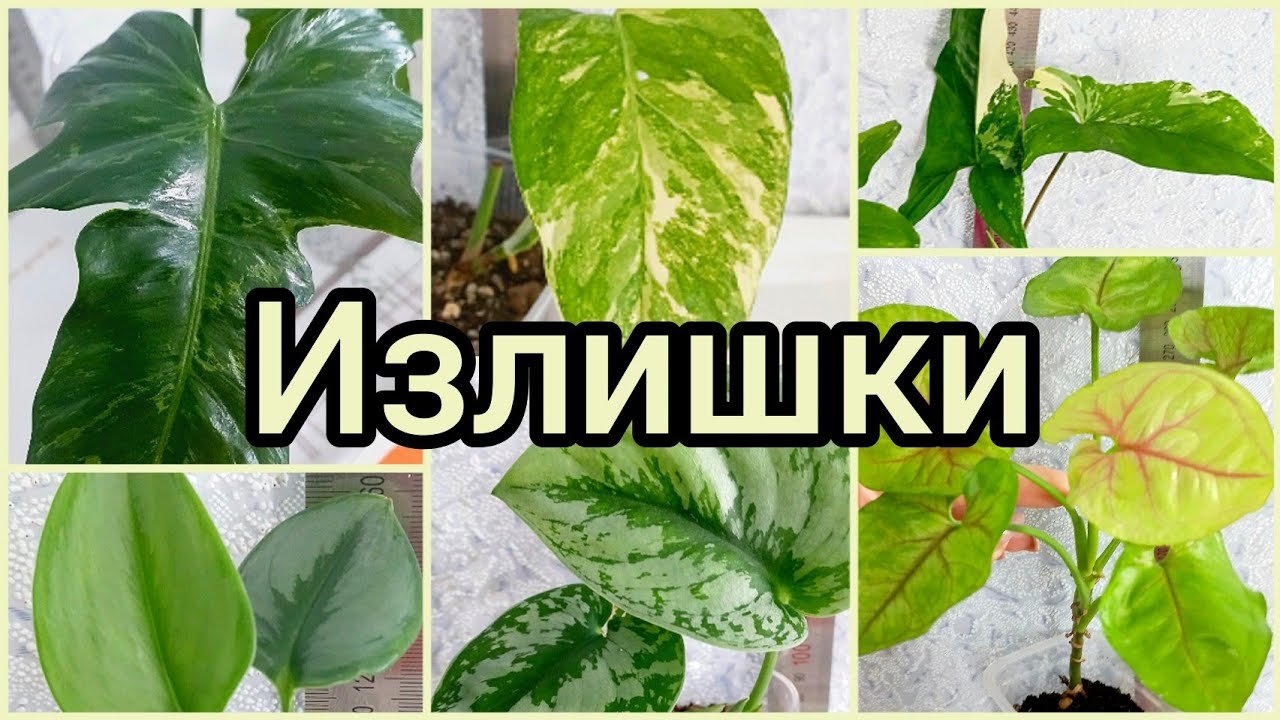 26.07.23 #Растения почтой?Сциндапсусы?Сансевиерии?Сингониумы?Эпипремнумы? #Липецк #цветы #купит