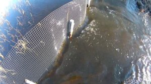 10 | Проект Аренда пруда | Сетка для спасения рыбы | Попытка отремонтировать дамбу