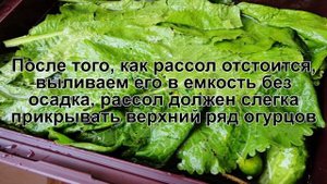 КАК ЗАСОЛИТЬ БОЧКОВЫЕ ОГУРЦЫ? Вкусные соленые бочковые огурцы на зиму в домашних условиях