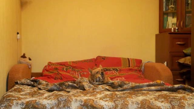 ЖЕСТЬ !!!!! Чем занимается собака в отсутствии хозяев)) смотреть онлайн