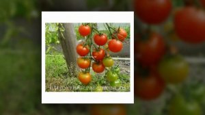 Высокорослые и урожайные сорта помидоров