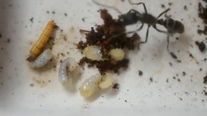 Как личинка муравья превращается в КОКОН. Муравьи Neoponera villosa