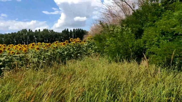 Поле из подсолнухов по дороге в Крым