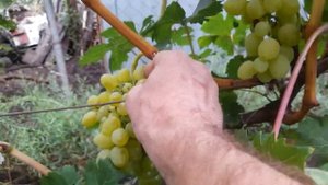 Виноград Мадонна. 26.08.23г. Самара т. 89277329034