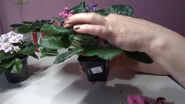 ФИАЛКИ. Rob,s Boondoggle , MJ Загадочный колокольчик. Фиалка отцвела, что дальше ??? смотреть онлайн