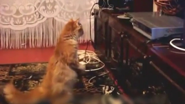 Кошка против проигрывателя