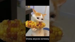 Смешные кошки часть первая