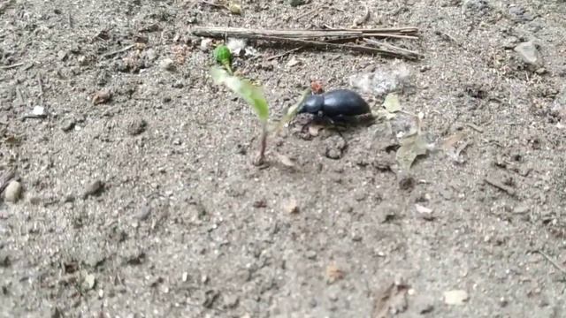 Жук-навозник смотреть онлайн