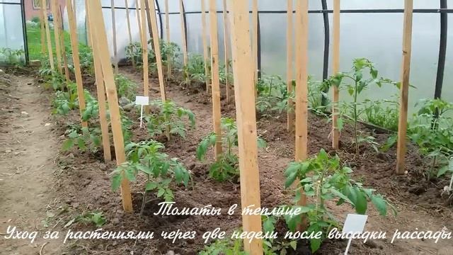 Выращивание томатов в теплице. Уход за растениями.