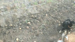 #уборкакартофеля  Уборка картофеля (весь процесс)