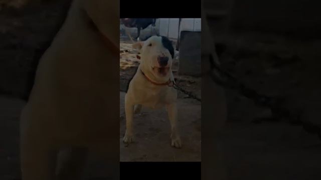 PIT BULL VS AMERICAN BULLDOG,DOBERMAN,CANE CORSO,BULL TERRIER,TOP 15 MOST DANGEROUS BREED PART3#dog