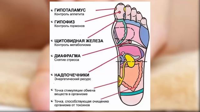 Массаж биологически активных точек на стопе смотреть онлайн