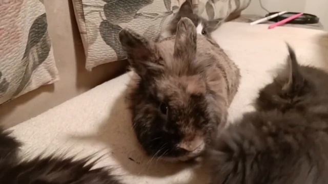 Свой среди чужих. смотреть онлайн