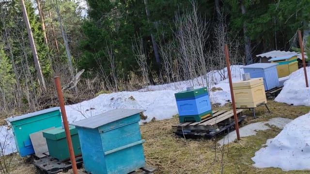 обработка пчел от клеща полосками щавелевой кислоты с глицирином. смотреть онлайн