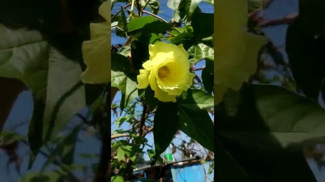 Cotton Flower ( Gossypium spp).Natutal fibre. 52 species are available in the Gossypium genus.