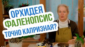 Орхидея фаленопсис -  СЕКРЕТ УХОДА в домашних условиях