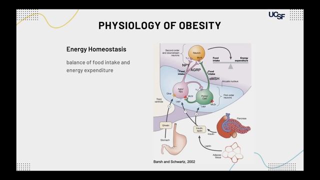 How To Manage Obesity смотреть онлайн