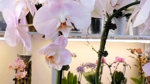 Цветение января 2022 Часть 2 Опять фаленопсисы