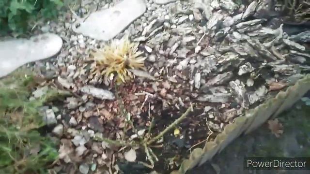 Моя любимая дача в середине ноября. Сжигаю ветки. Осенние работы в саду. смотреть онлайн