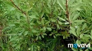 Ежевику обрабатываю. Как размножаю🌱