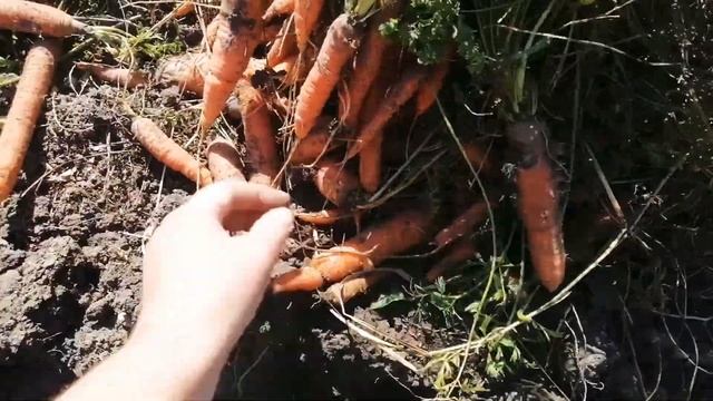 Уборка моркови, результаты посева под зиму. Кормим диких нутрий.