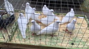 Голуби Подмосковья в Истре 21.10.2018