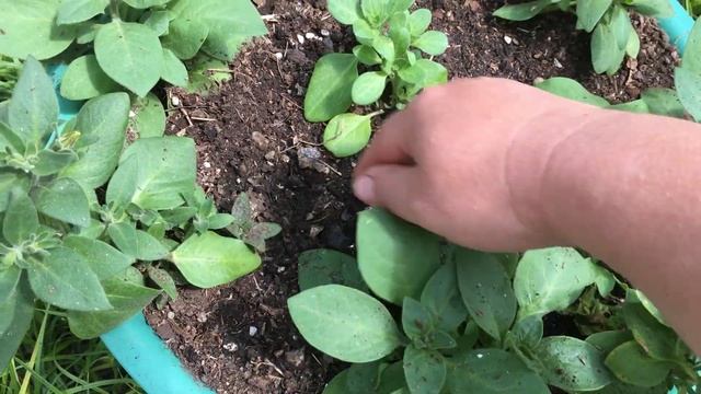 ОБЗОР МОИХ РАСТИШЕК НА 25 мая 2023г смотреть онлайн